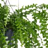 Epiphyllum Anguleiger pot 25 - Kwekerij Arendshoeve 3