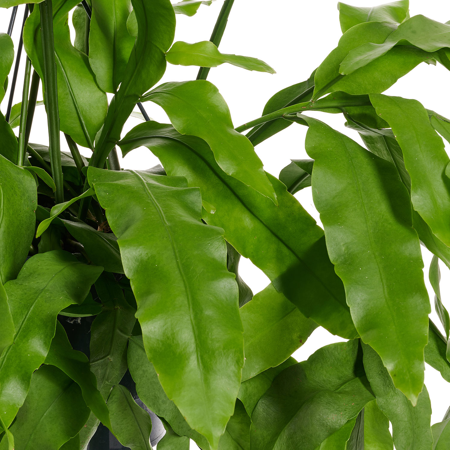 Epiphyllum Oxypetalum pot 25 - Kwekerij Arendshoeve