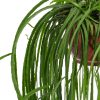 Rhipsalis bolivianum pot 30 - Kwekerij Arendshoeve 2