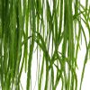 Lepismium Bolivianum pot 20- Kwekerij Arendshoeve