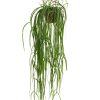 Lepismium Bolivianum pot 20- Kwekerij Arendshoeve 2