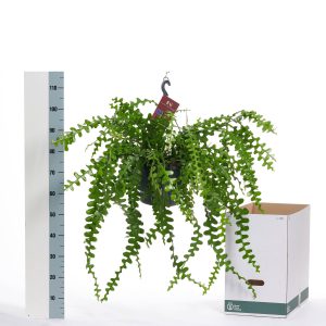 Epiphyllum Anguleiger pot 25 vrijstaand meetlint - Kwekerij Arendshoeve
