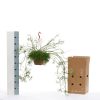 Rhipsalis Cereuscula meetlint - Kwekerij Arendshoeve