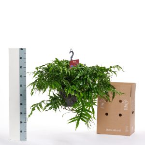 Microsorum Diversifolium pot 25 - Kwekerij Arendshoeve